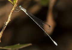 Labidiosticta vallisi