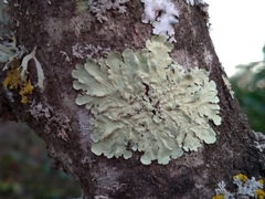 Flavoparmelia soredians