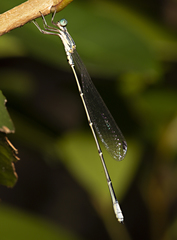 Labidiosticta vallisi