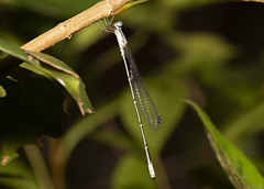 Labidiosticta vallisi