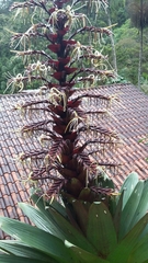 Alcantarea imperialis