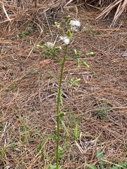 Erechtites hieraciifolius image