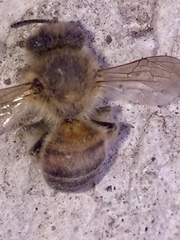 Apis mellifera