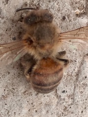 Apis mellifera