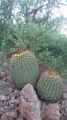 Ferocactus emoryi emoryi