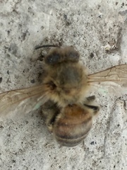 Apis mellifera