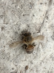Apis mellifera