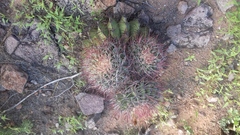 Ferocactus emoryi emoryi