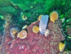 Phlebobranchia