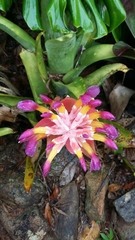 Billbergia euphemiae