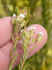 Phylica virgata