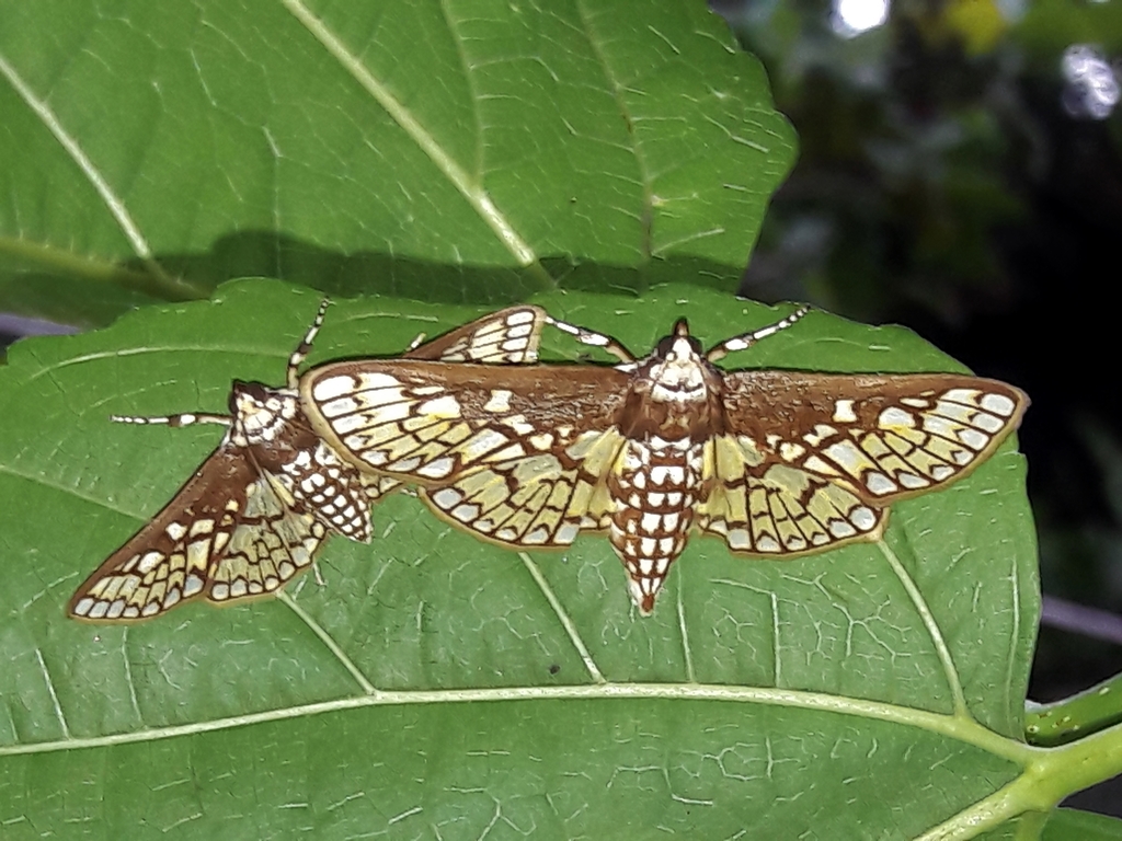 Polygrammodes dubialis