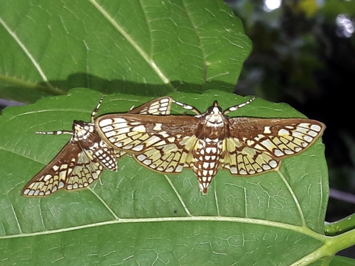 Polygrammodes dubialis