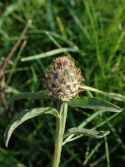 Centaurea debeauxii