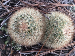 Mammillaria densispina