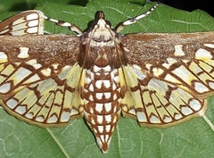 Polygrammodes dubialis