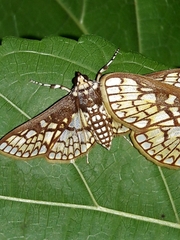 Polygrammodes dubialis