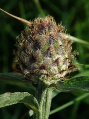 Centaurea debeauxii