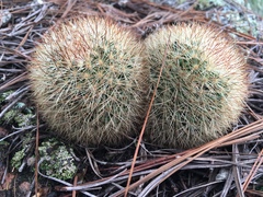 Mammillaria densispina
