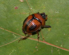 Bolbocerosoma confusum