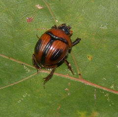 Bolbocerosoma confusum