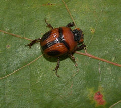 Bolbocerosoma confusum