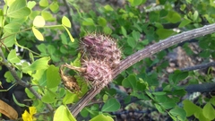 Peniocereus striatus