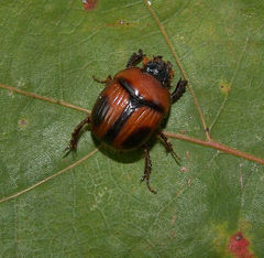 Bolbocerosoma confusum