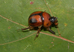 Bolbocerosoma confusum