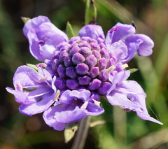 Scabiosa canescens