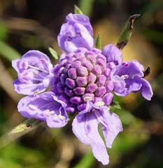 Scabiosa canescens