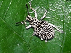 Cydianerus latruncularius