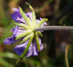 Scabiosa canescens