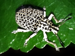 Cydianerus latruncularius