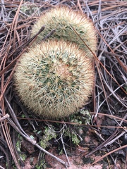 Mammillaria densispina