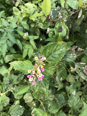 Lantana camara image