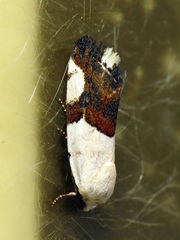 Ponometia cuta