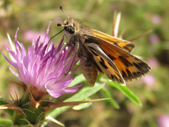 Hylephila fasciolata