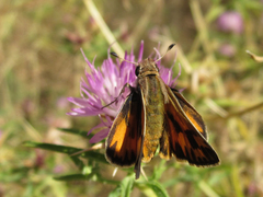 Hylephila fasciolata
