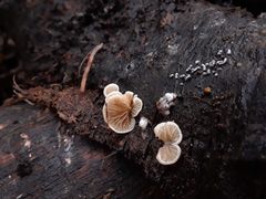 Crepidotus epibryus