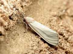 Pygarctia murina