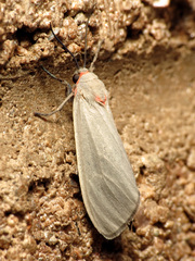 Pygarctia murina