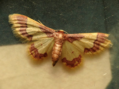 Idaea basinta