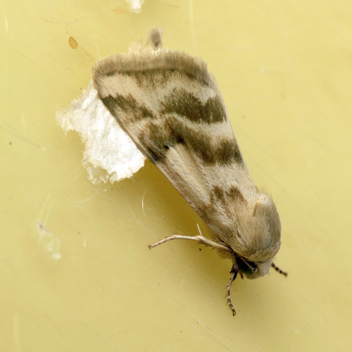 Schinia obliqua photo 2
