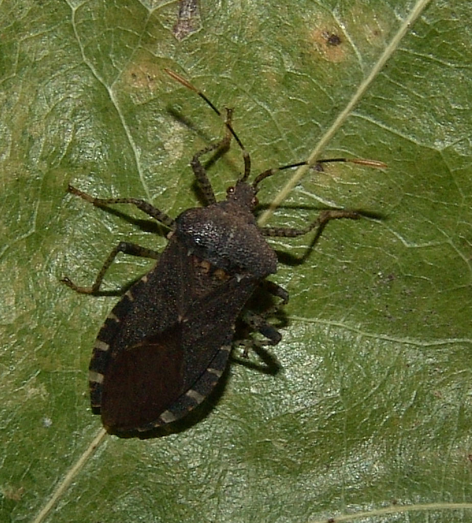 Horned Squash Bug