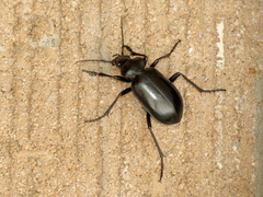 Calosoma peregrinator