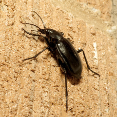 Calosoma peregrinator