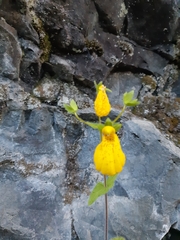 Calceolaria crenatiflora