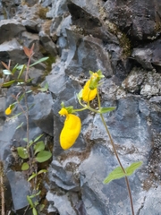 Calceolaria crenatiflora