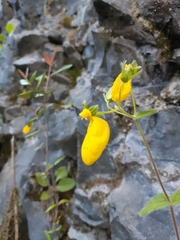 Calceolaria crenatiflora